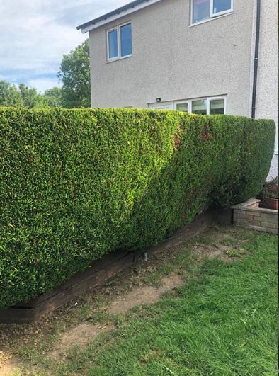 Hedge Trimming — after