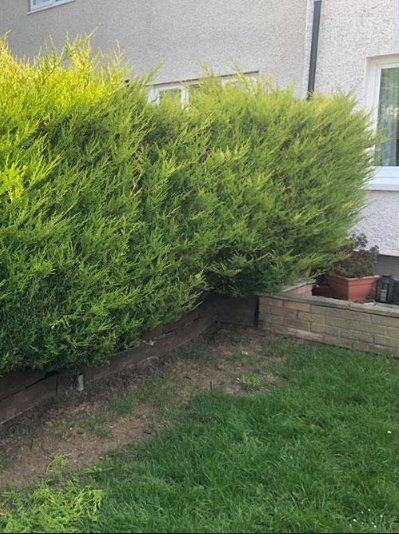 Hedge Trimming — before