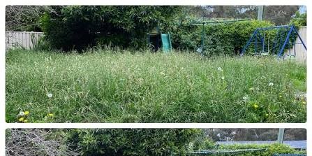 Overgrown Lawn Cleanup — before