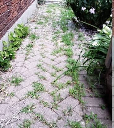 Garden / Paving Cleanup — before